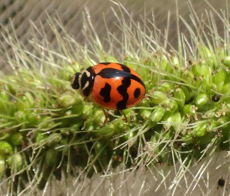 fam. Coccinellidae. Taiwan, Kaohsiung, 1 Mar 2017. By Cindea Hung